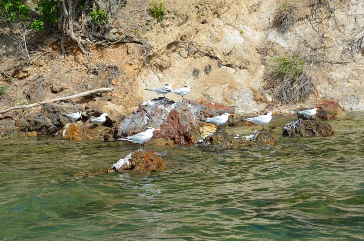 Royal Tern - Felipe Penedo