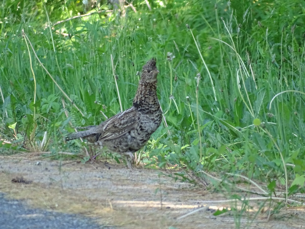 Ruffed Grouse - ML349187531