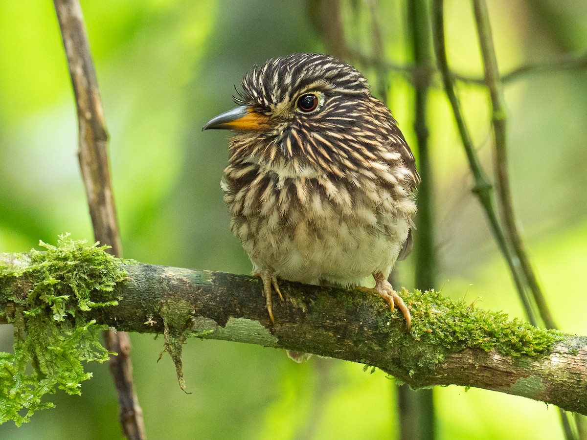 White-chested Puffbird - Chris Fischer