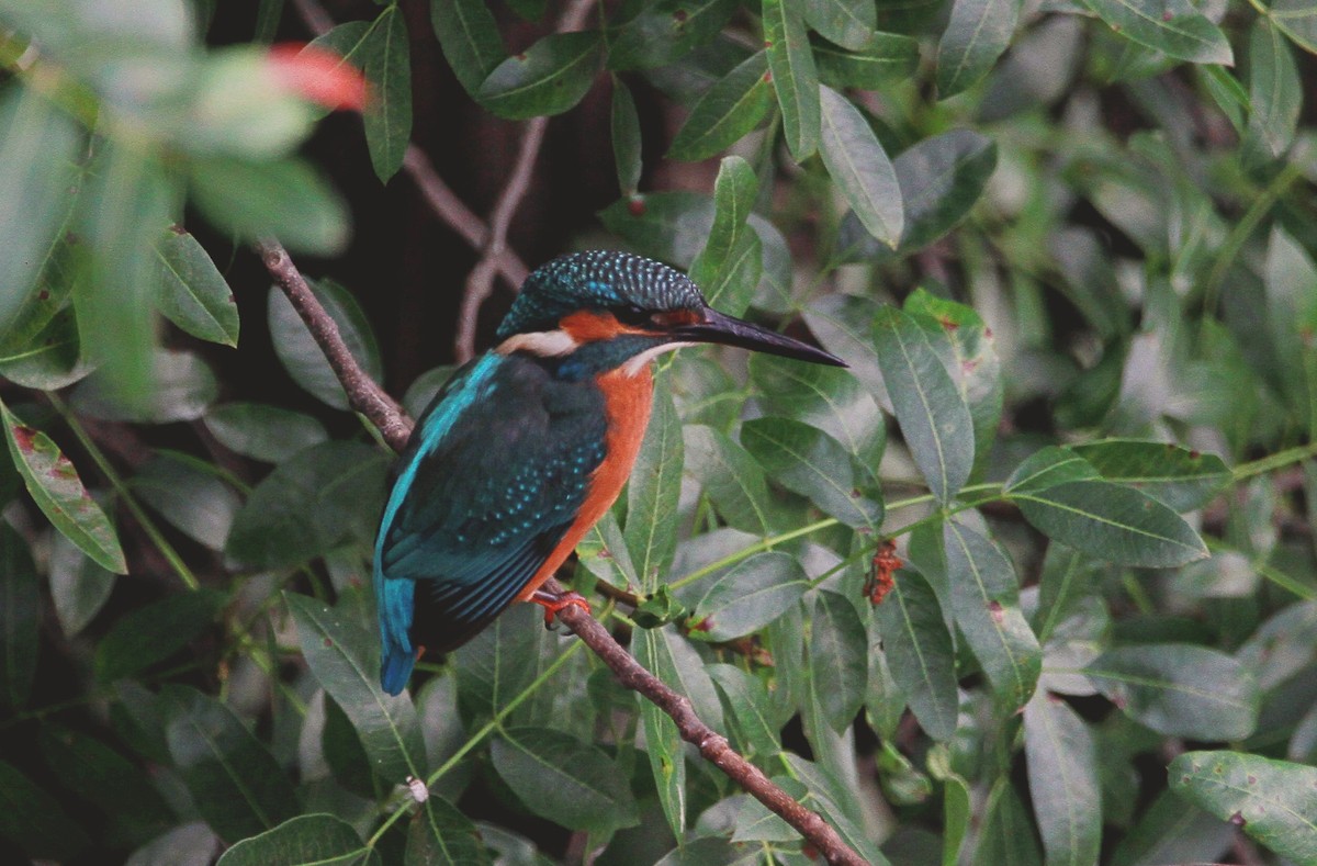 Common Kingfisher - ML349188671