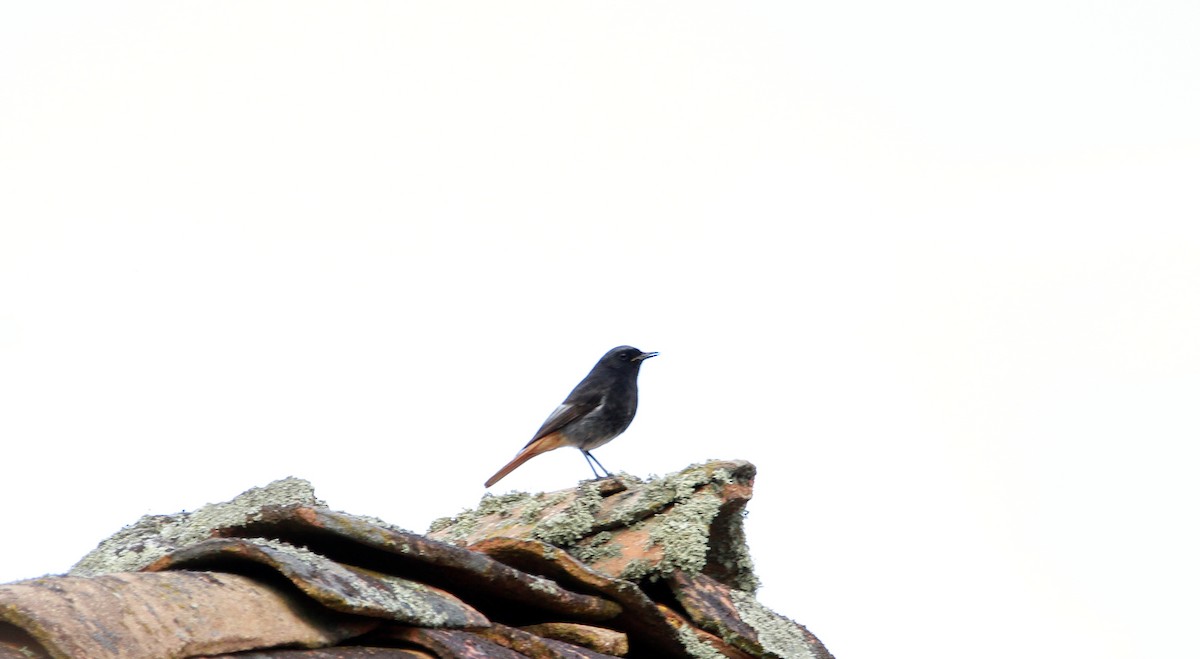 Black Redstart - ML349188711