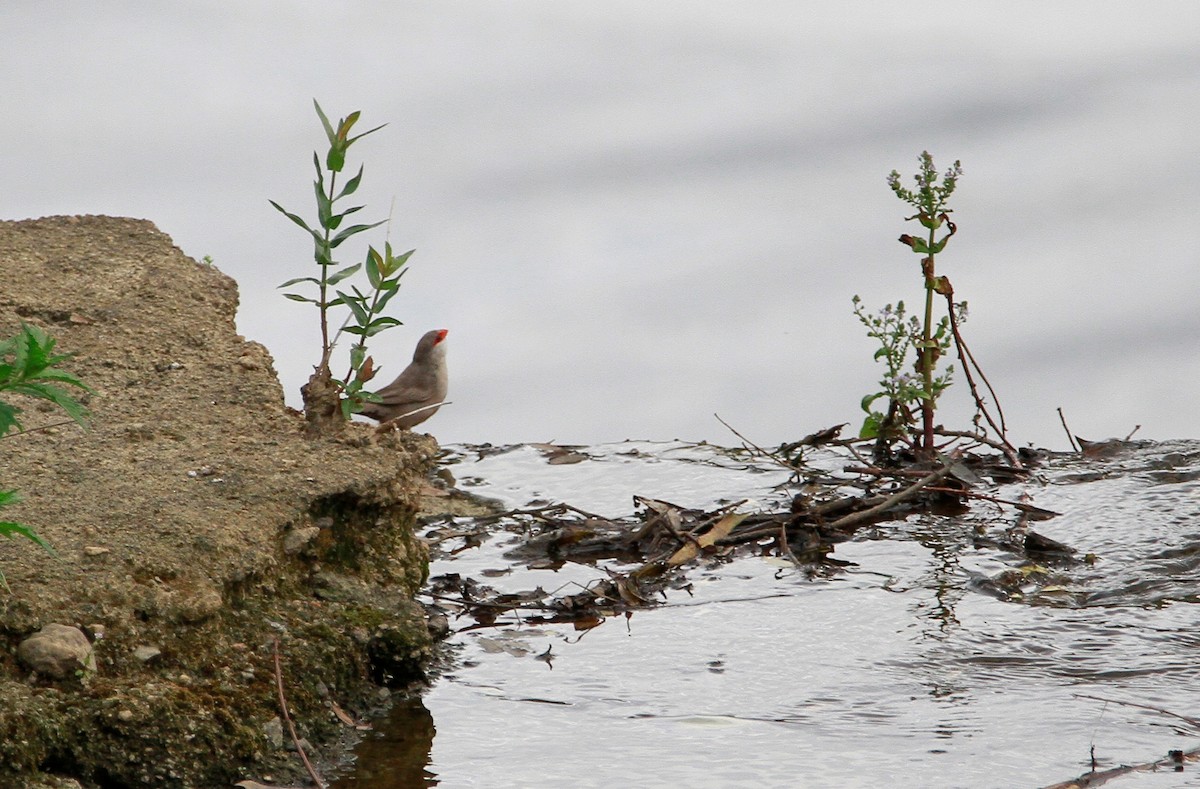 Common Waxbill - ML349188811