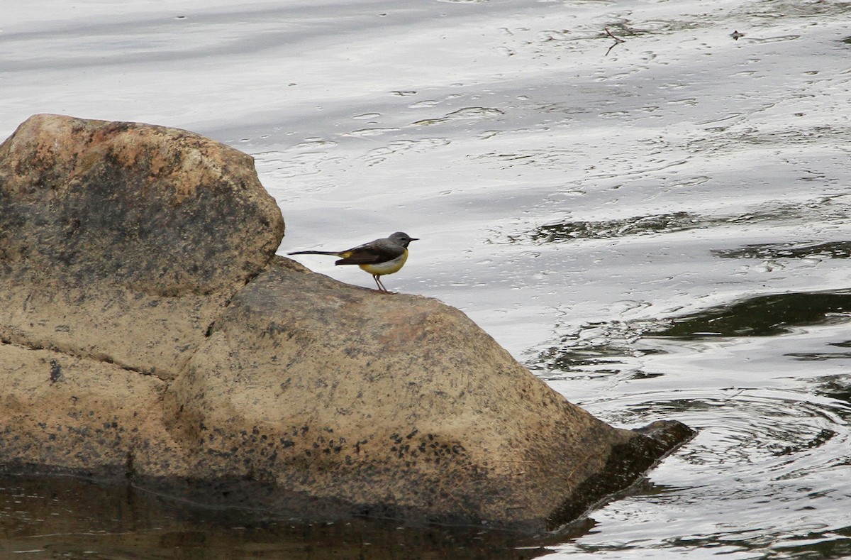 Gray Wagtail - ML349188861