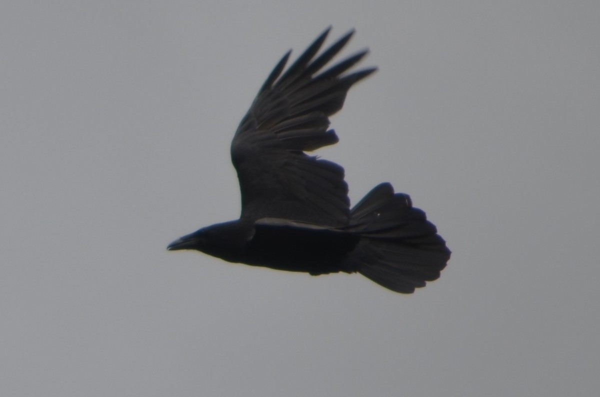 Common Raven - ML349188871