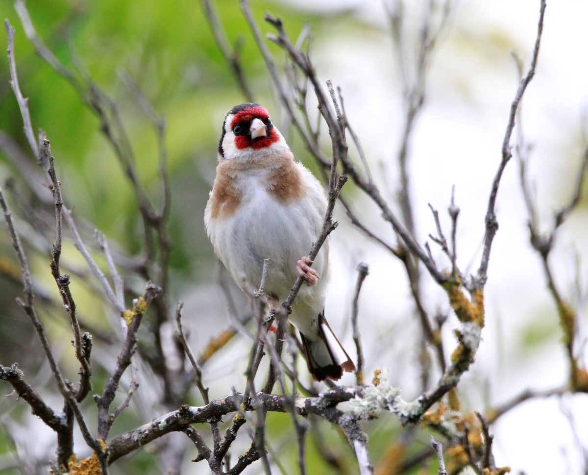 European Goldfinch - ML349188901