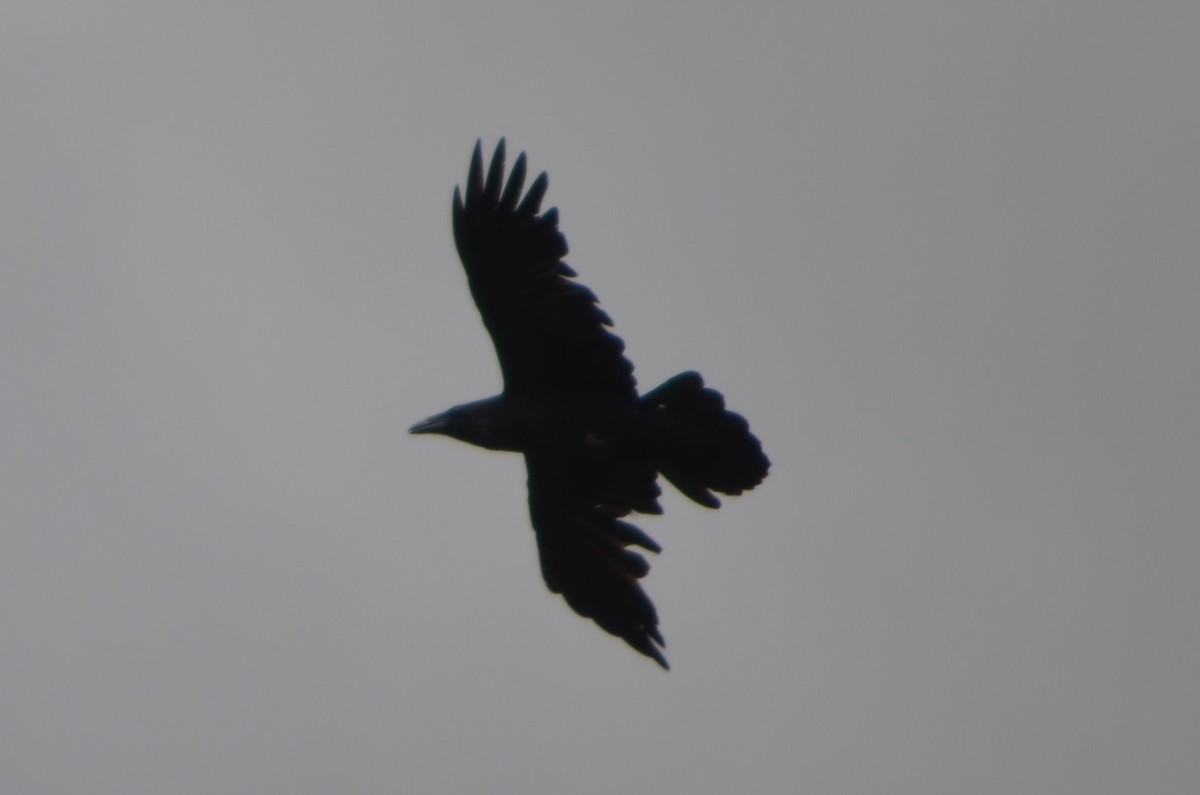 Common Raven - ML349188951