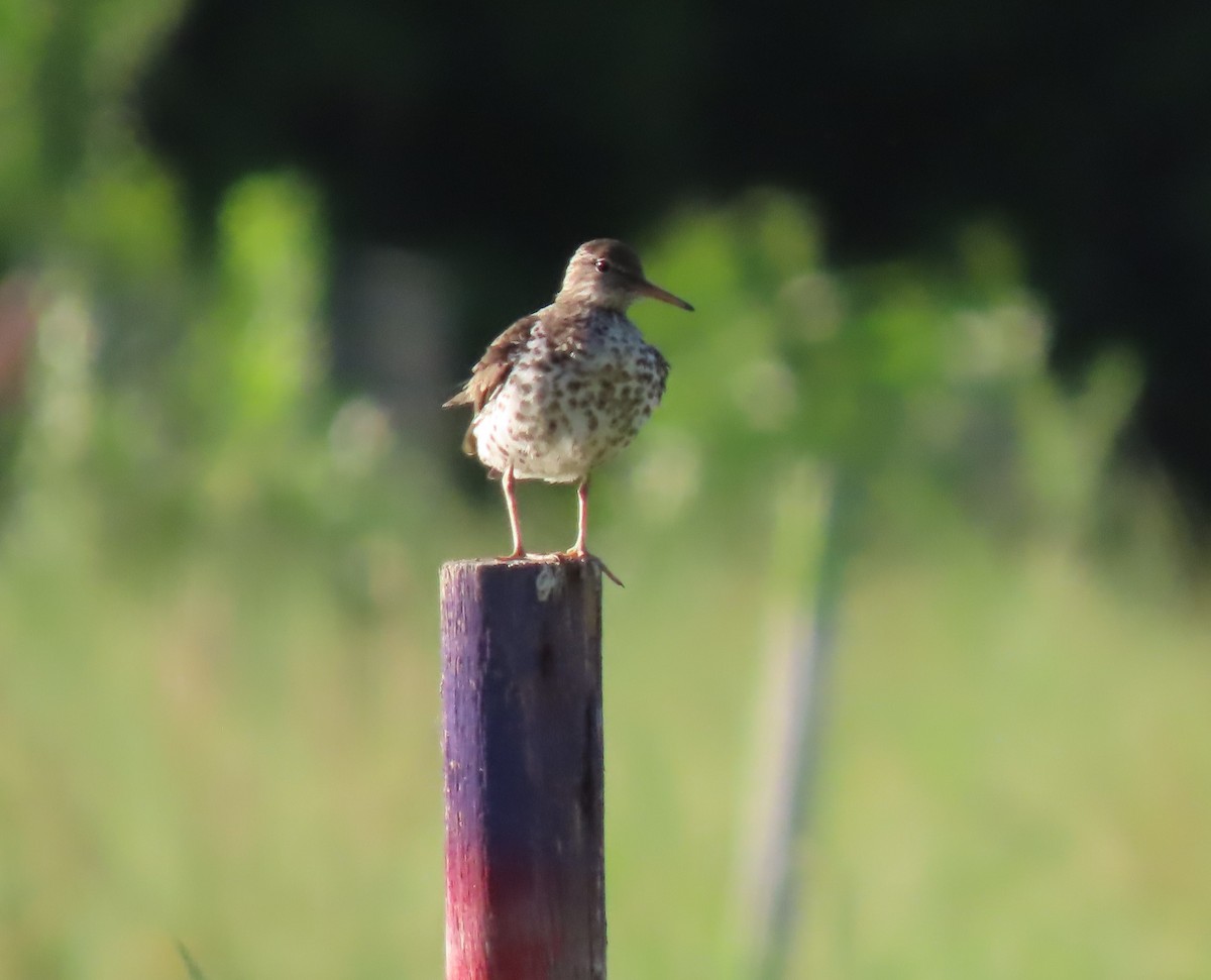 Spotted Sandpiper - ML349190991