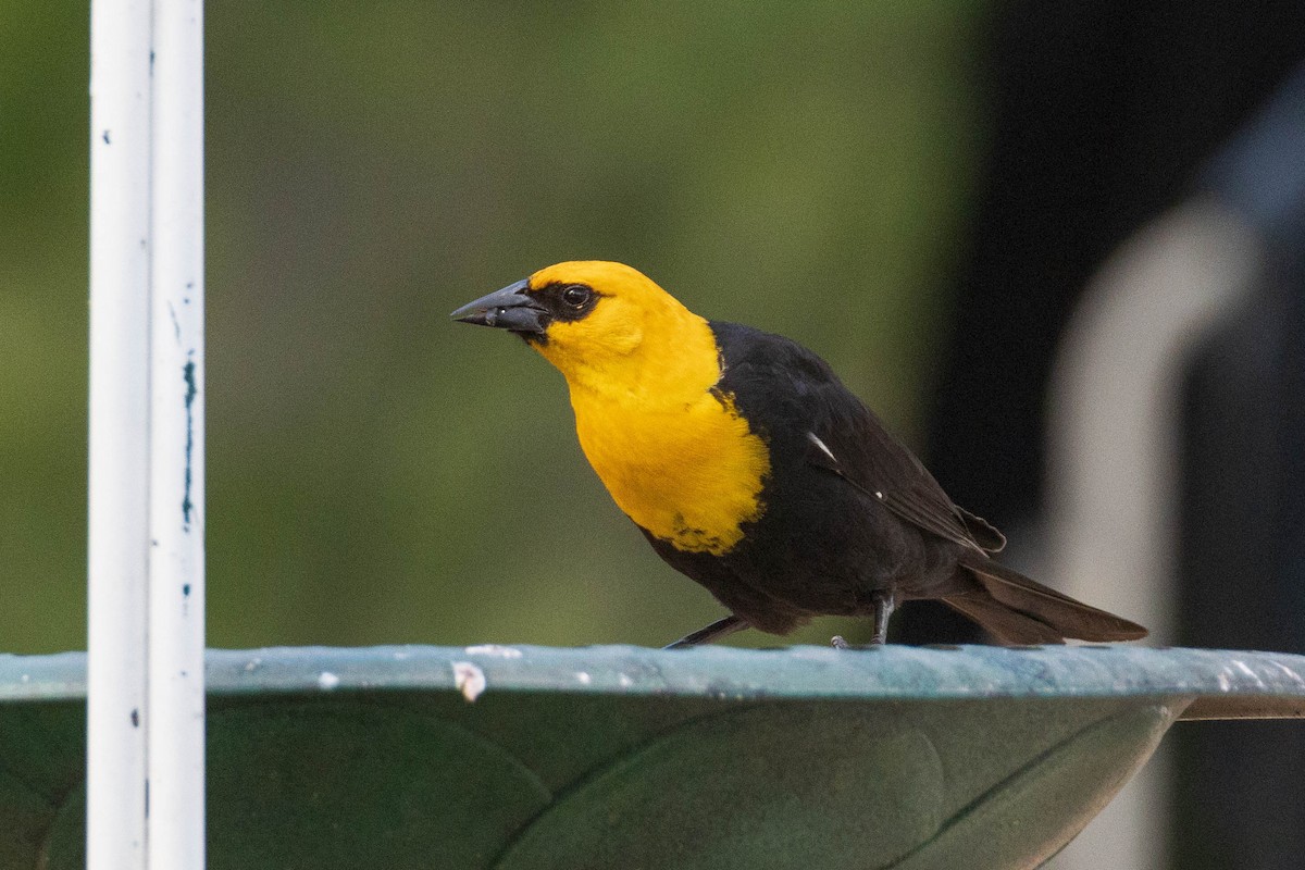 Yellow-headed Blackbird - ML349193421