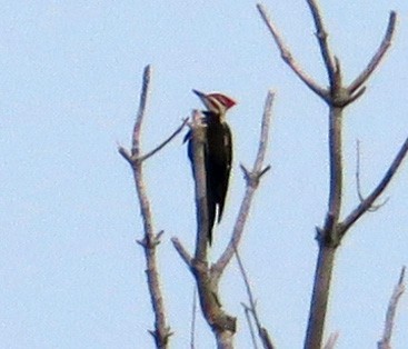 Pileated Woodpecker - ML349195631