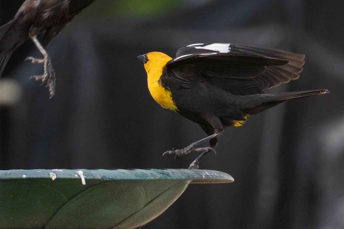 Yellow-headed Blackbird - ML349198231