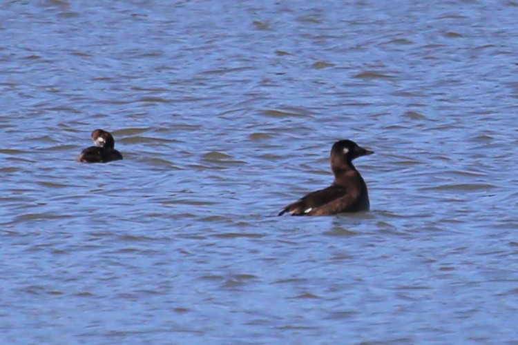 White-winged Scoter - Greg Page