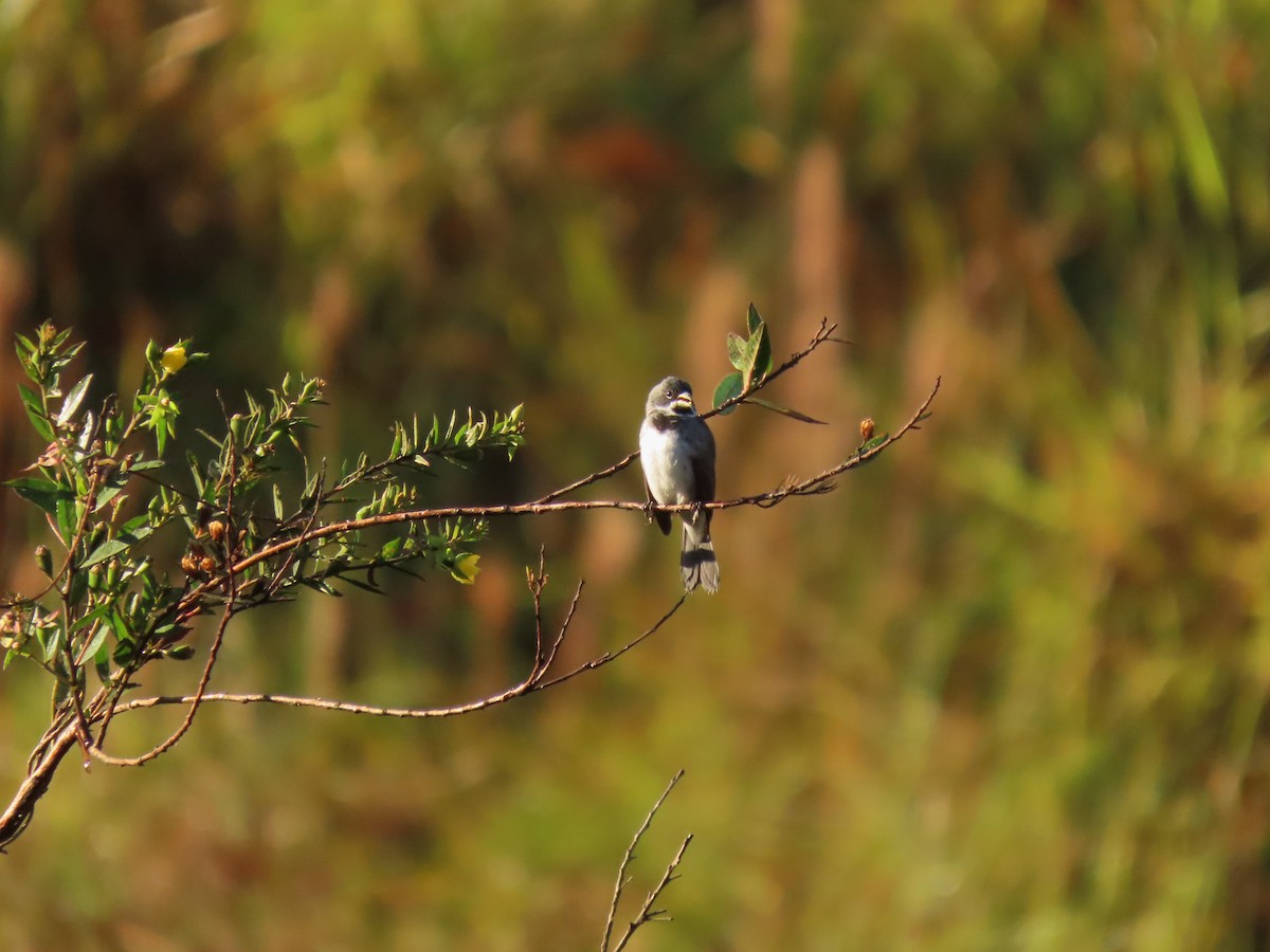 Double-collared Seedeater - ML349201561