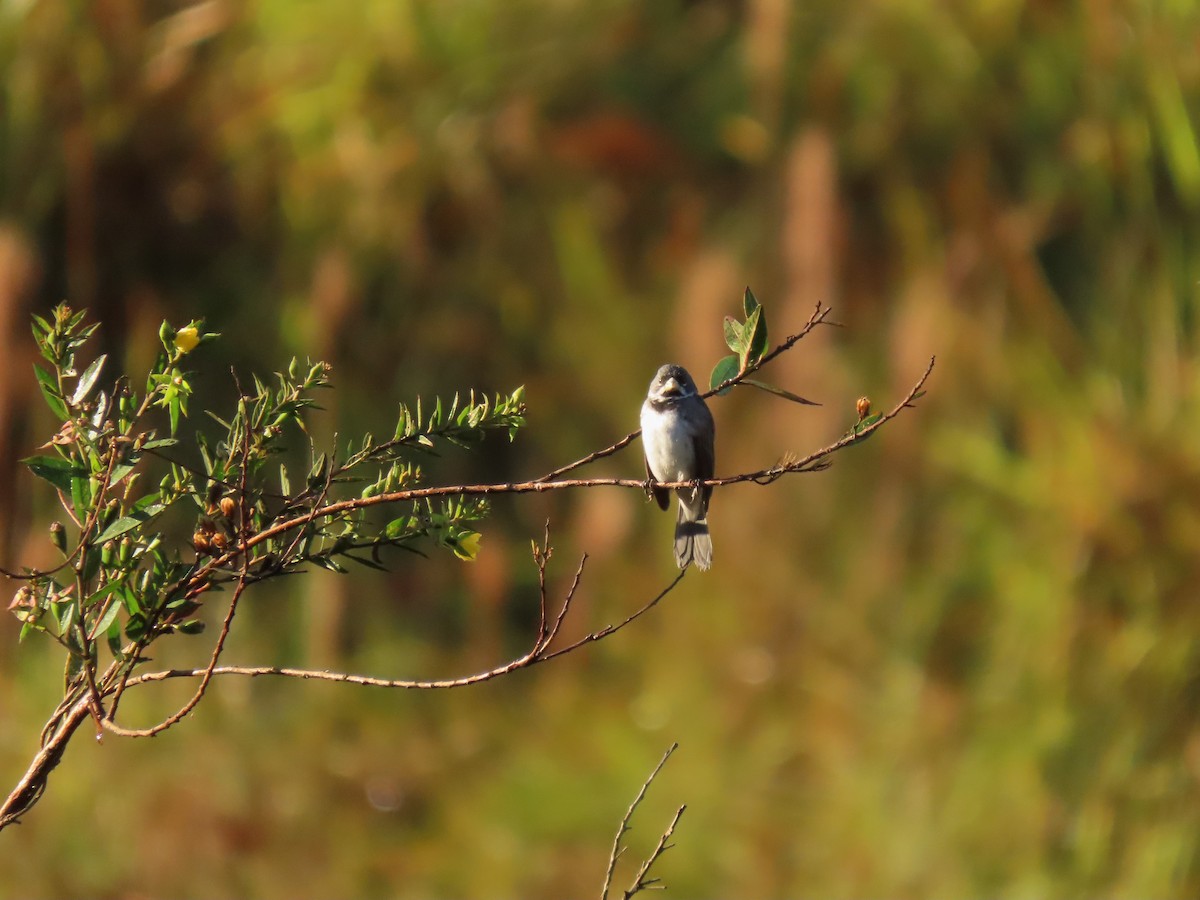 Double-collared Seedeater - ML349201571