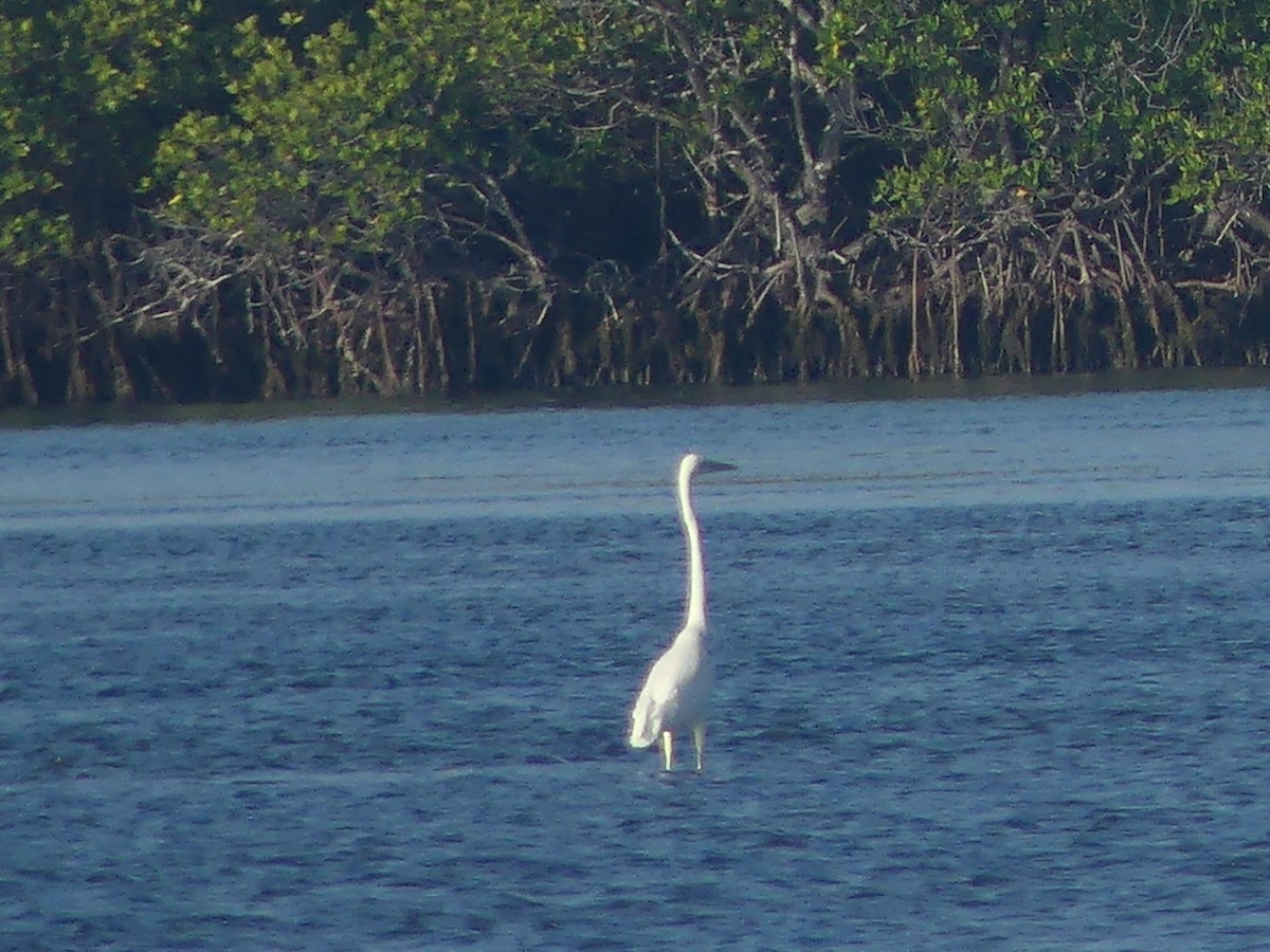Great Blue Heron (Great White) - ML349201891