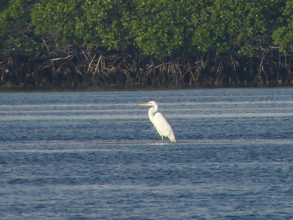 Great Blue Heron (Great White) - ML349201971