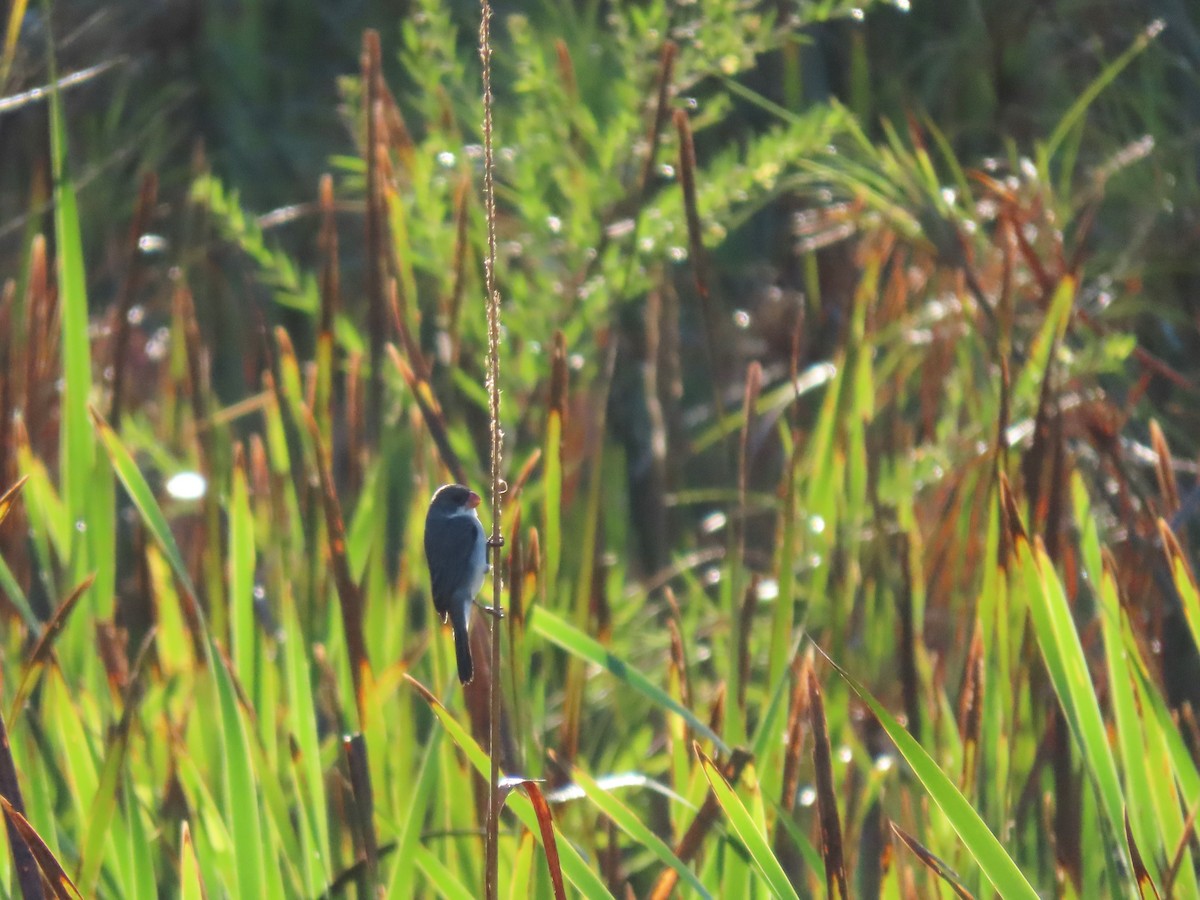 White-bellied Seedeater - ML349202031