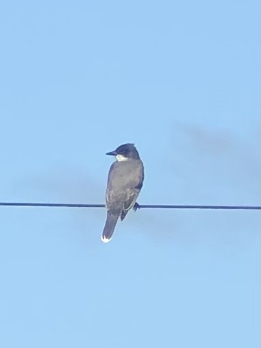 Eastern Kingbird - Nicole McCormick