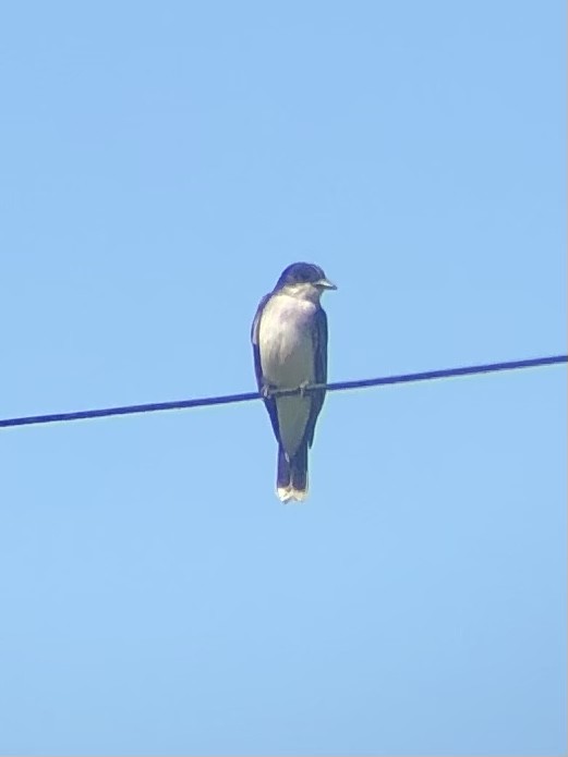 Eastern Kingbird - Nicole McCormick