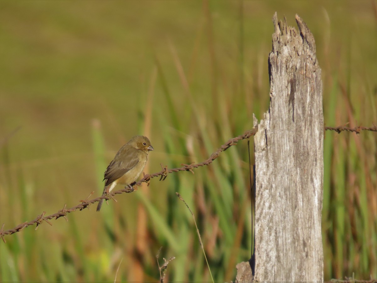 Double-collared Seedeater - ML349202341