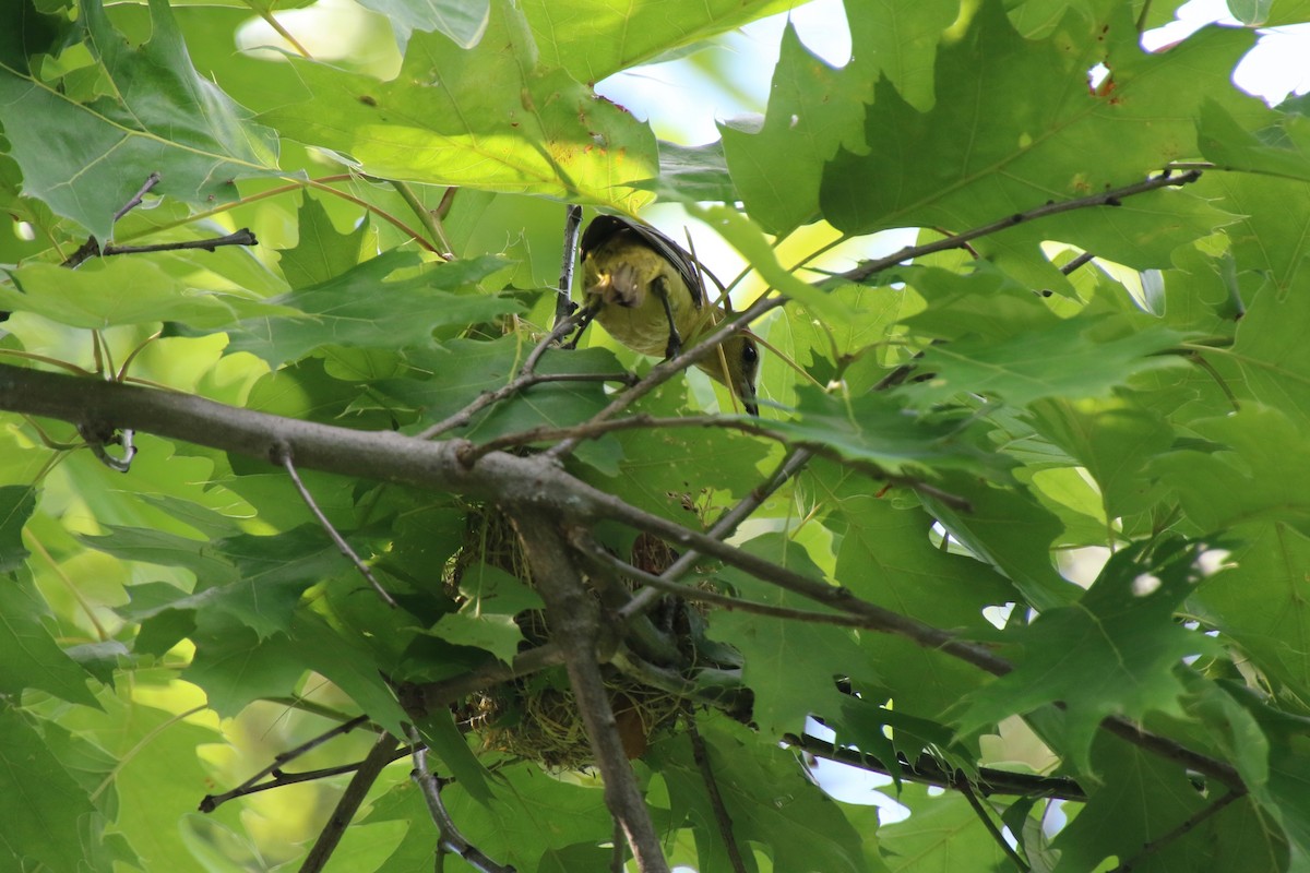 Orchard Oriole - ML349203471