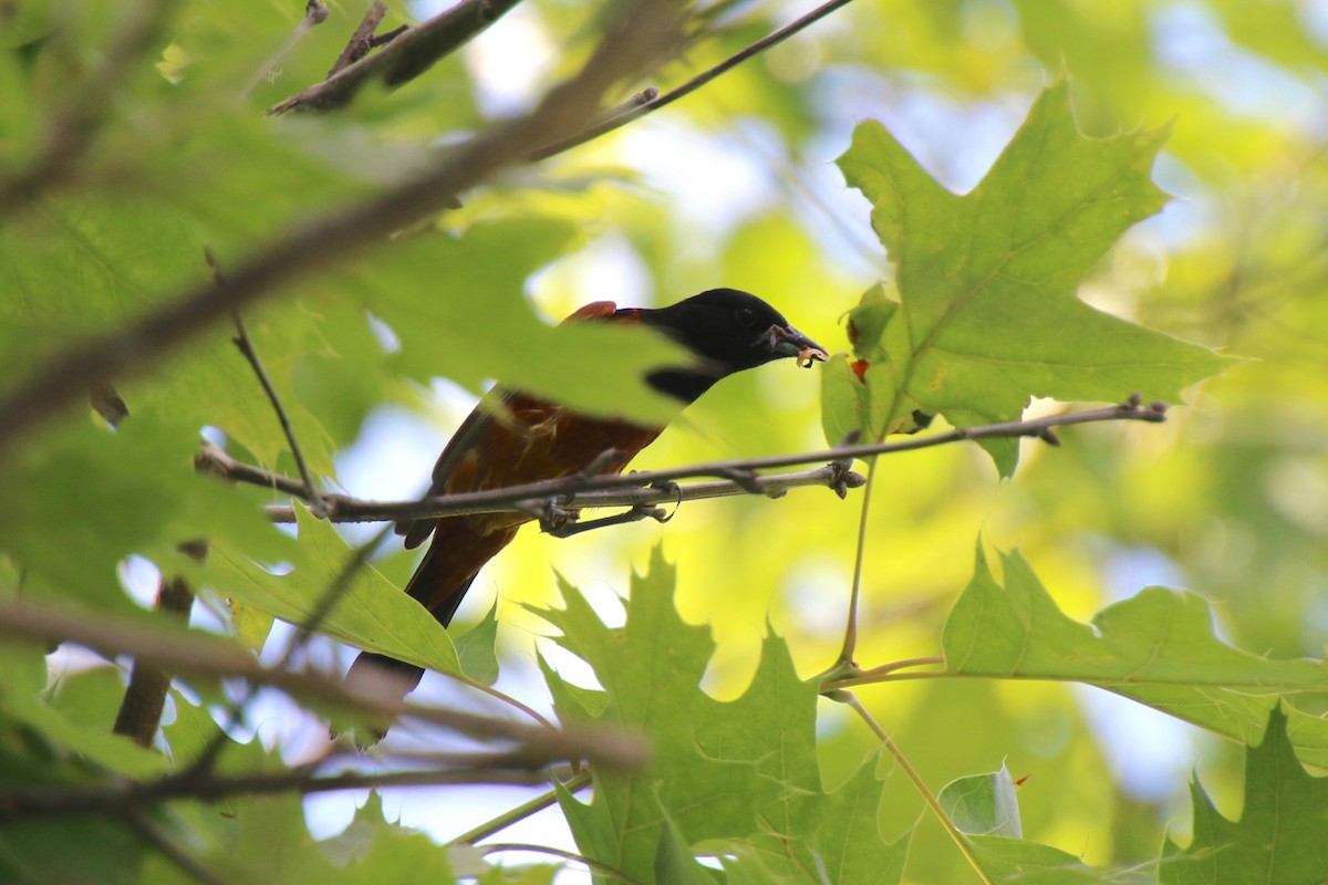 Orchard Oriole - ML349203511
