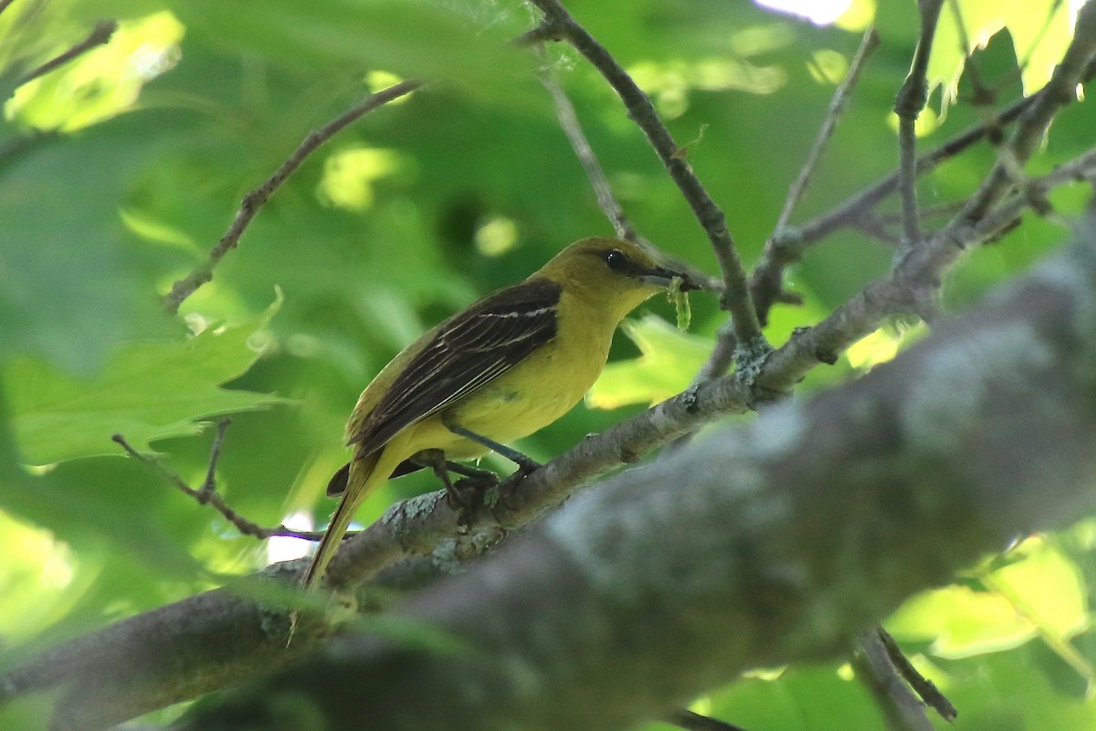 Orchard Oriole - ML349203531