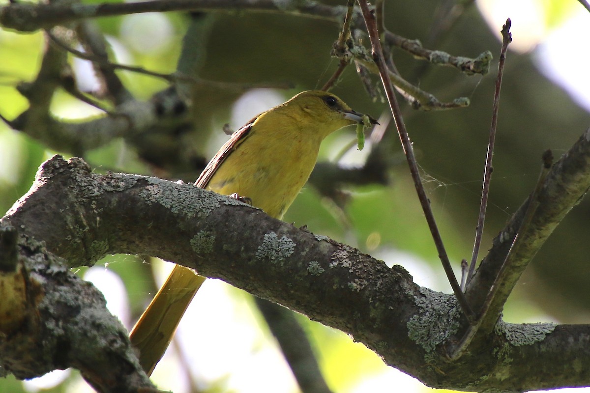 Orchard Oriole - E R