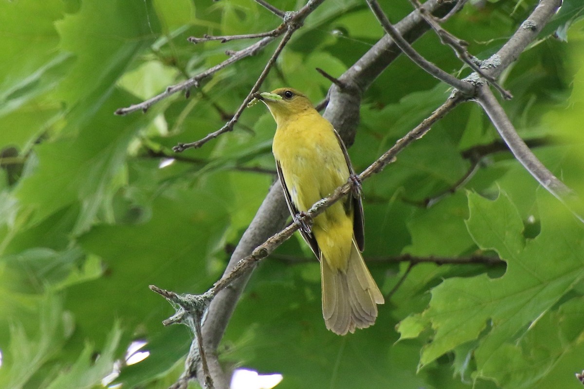 Orchard Oriole - ML349203671
