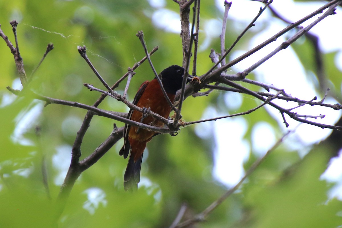 Orchard Oriole - ML349203711