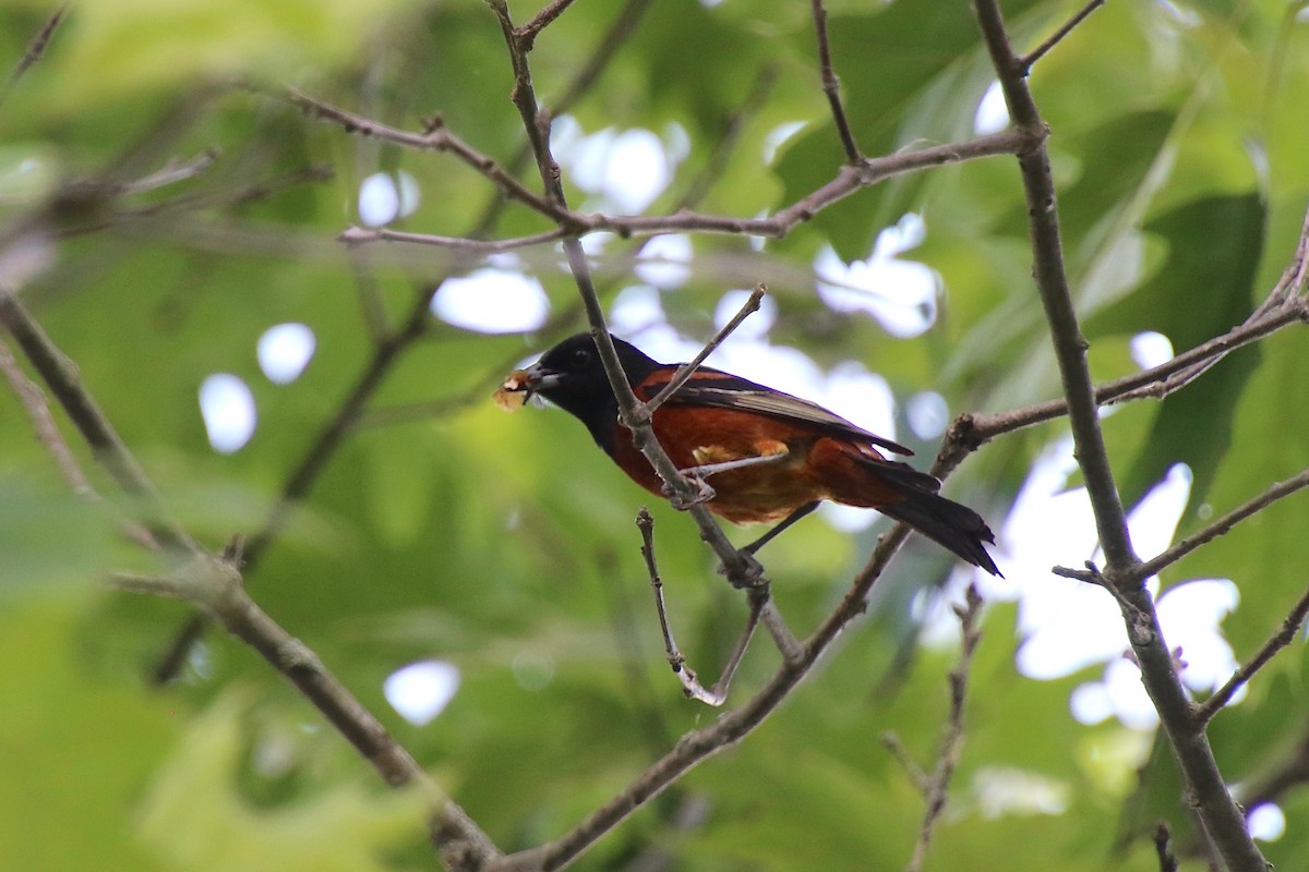 Orchard Oriole - ML349204451