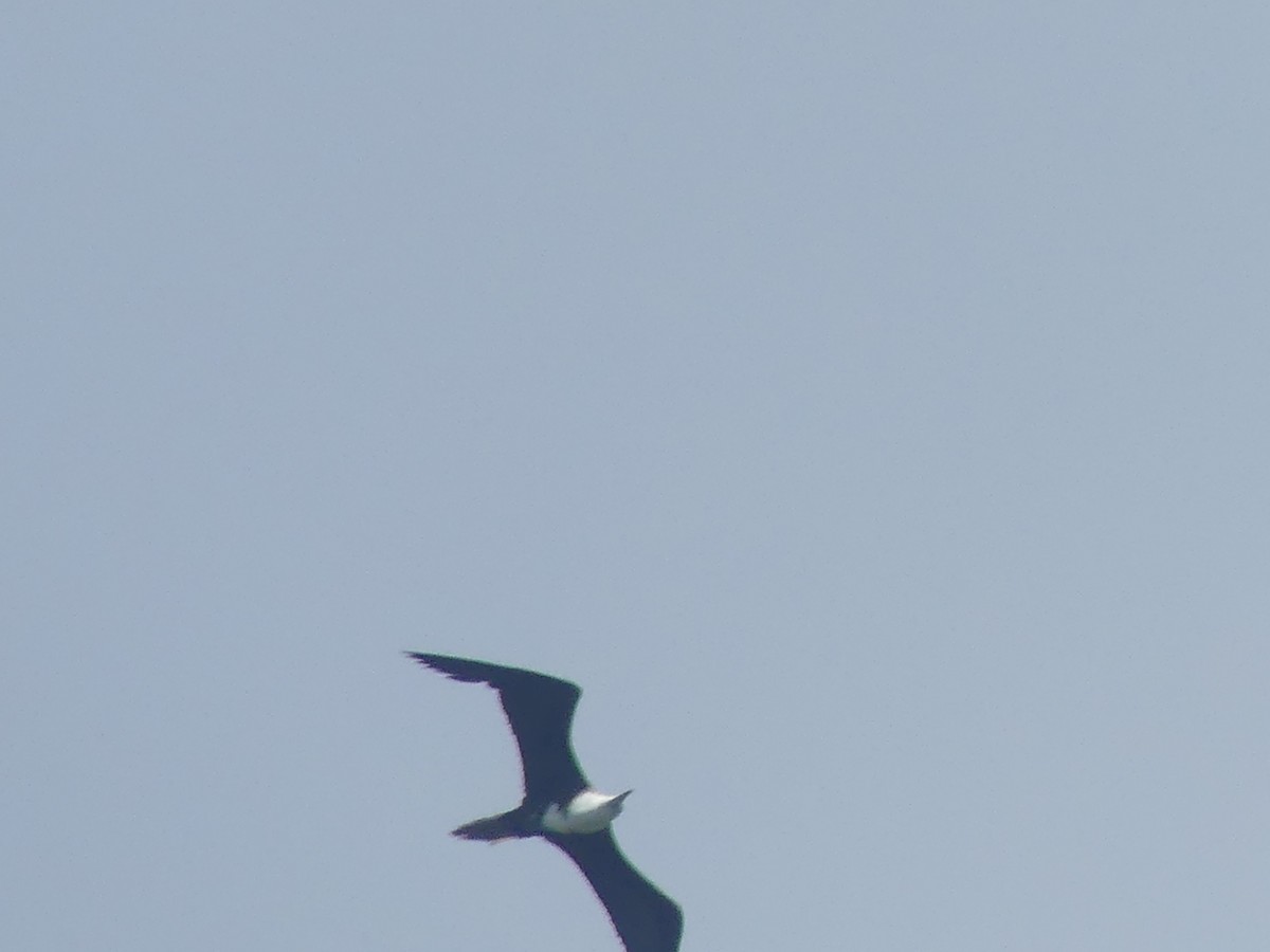 Magnificent Frigatebird - ML349205281