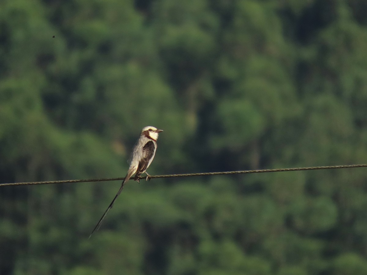 Streamer-tailed Tyrant - ML349205311