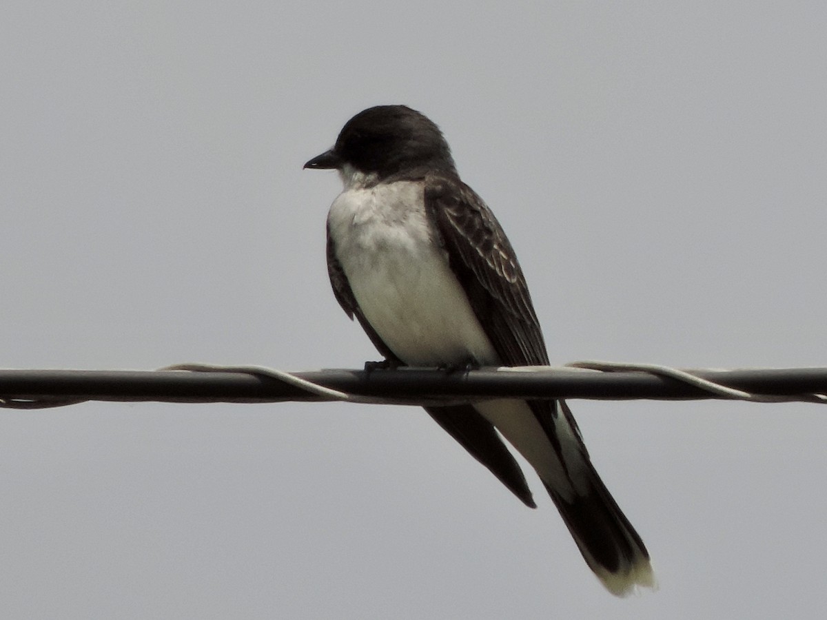 Eastern Kingbird - ML349205361