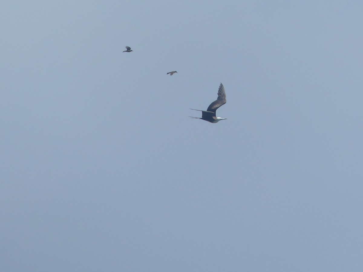 Gray Kingbird - ML349205601