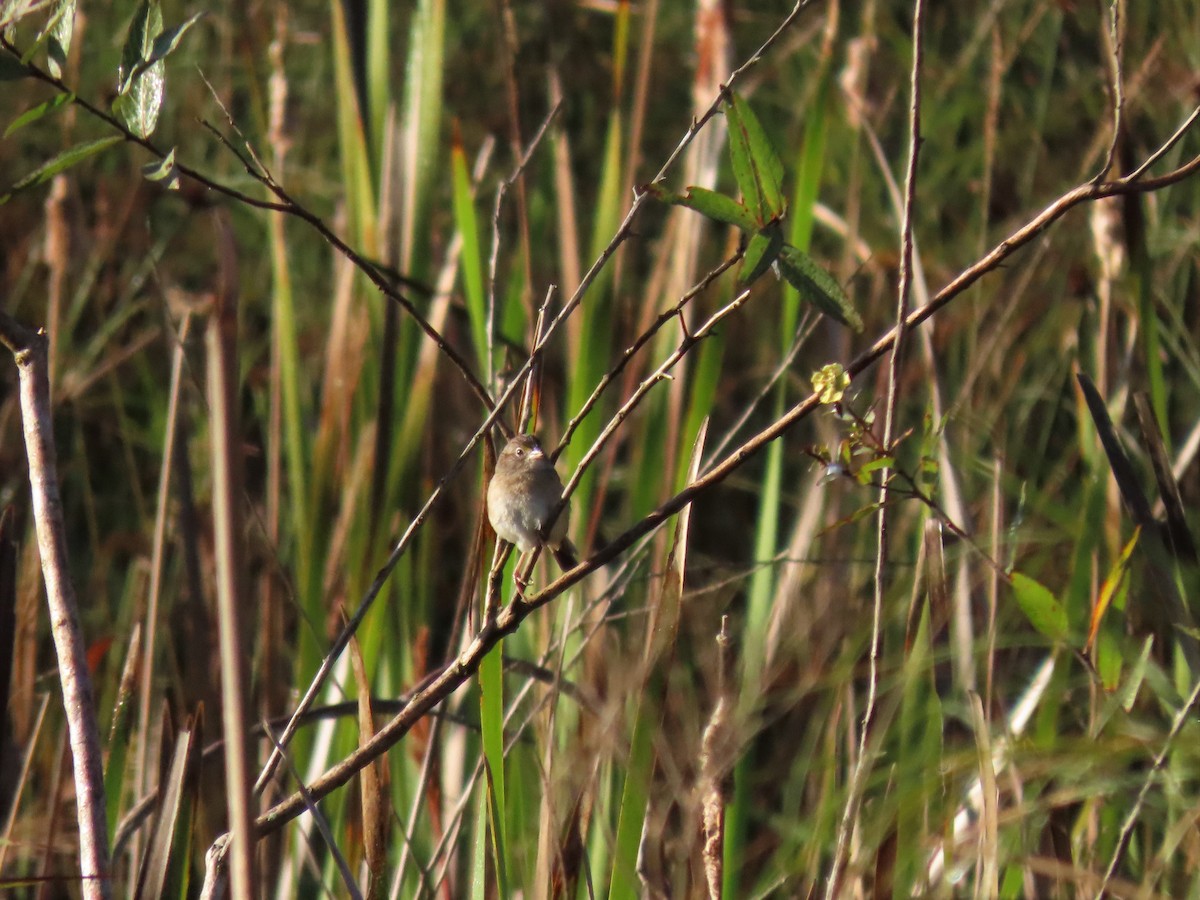 Grassland Sparrow - ML349206401