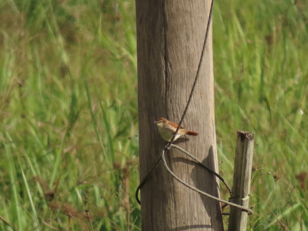 Yellow-chinned Spinetail - ML349206601