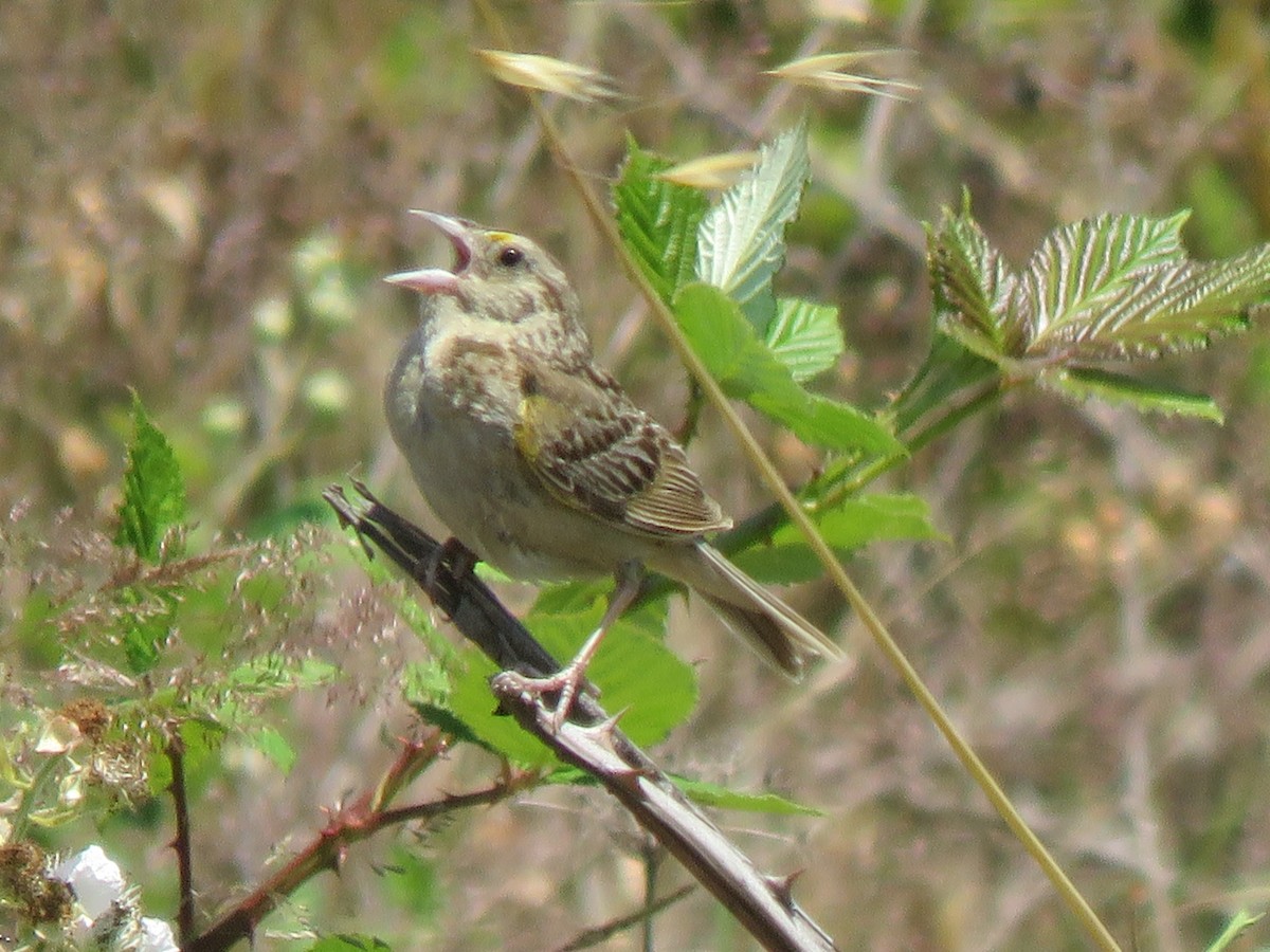 Grasshopper Sparrow - ML349208311