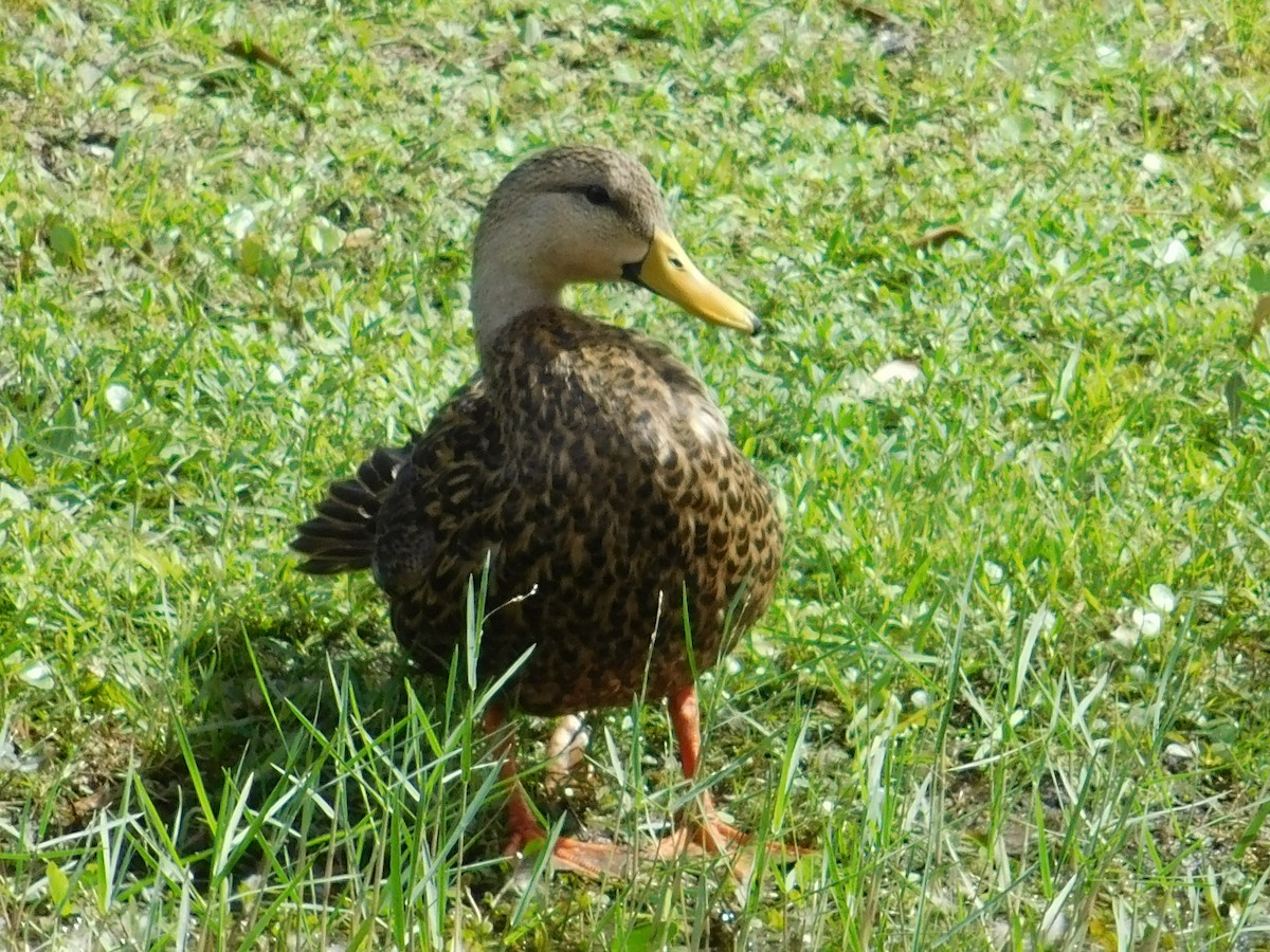 Mottled Duck (Florida) - ML34920881