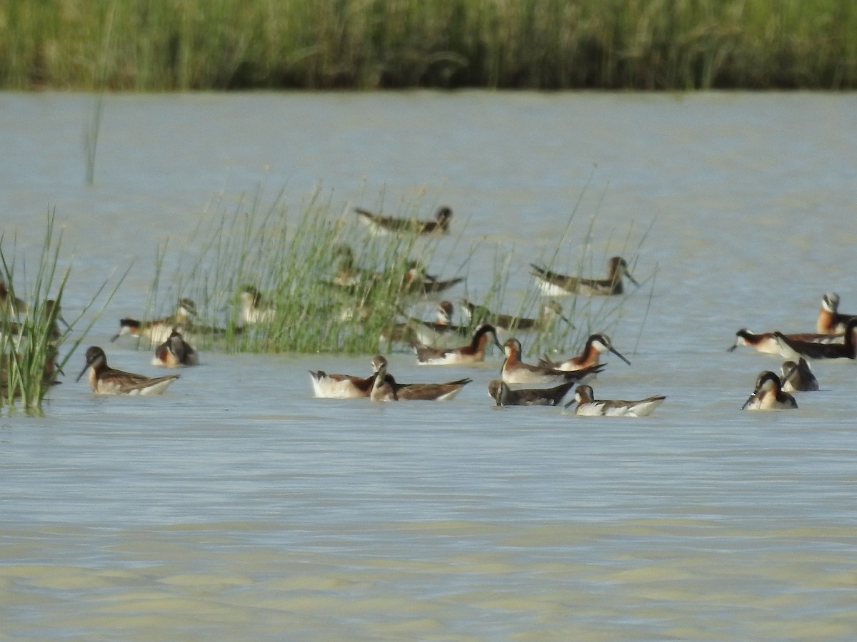 hvithalesvømmesnipe - ML349209181