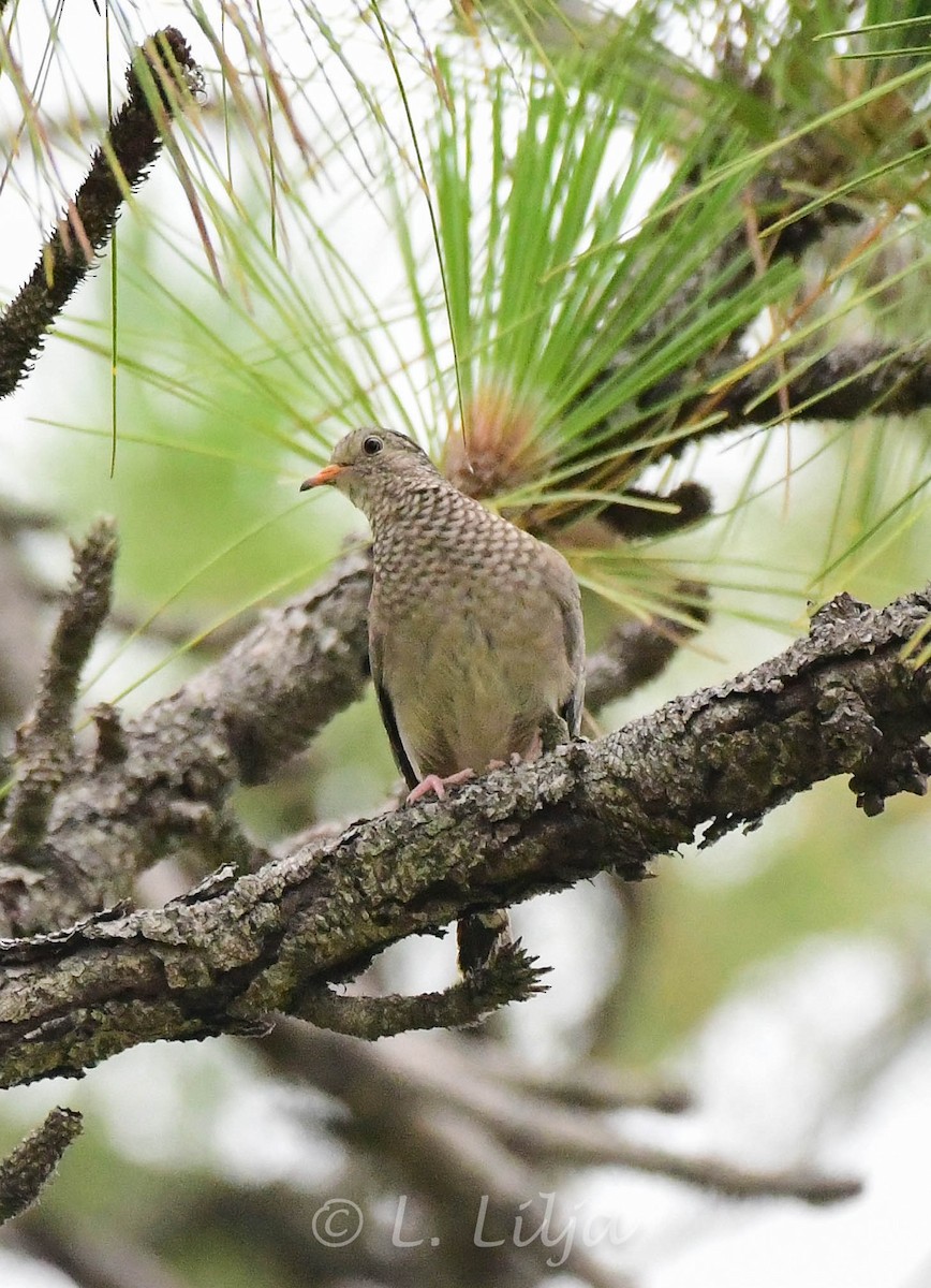 Common Ground Dove - Lorri Lilja