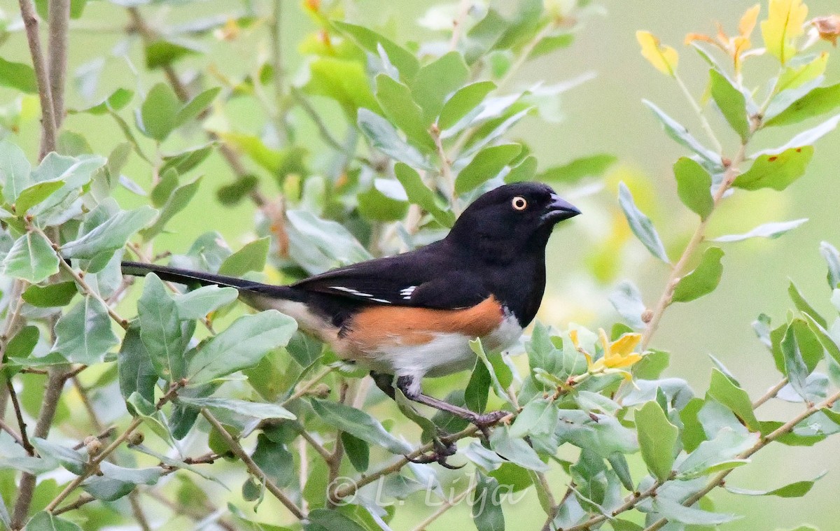 Eastern Towhee - ML349209391