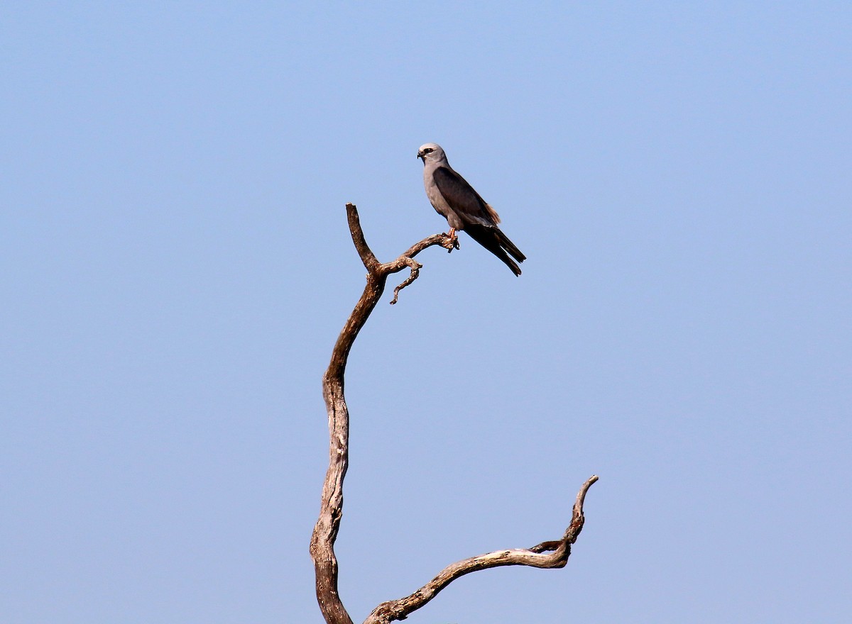 Mississippi Kite - Todd Humphrey