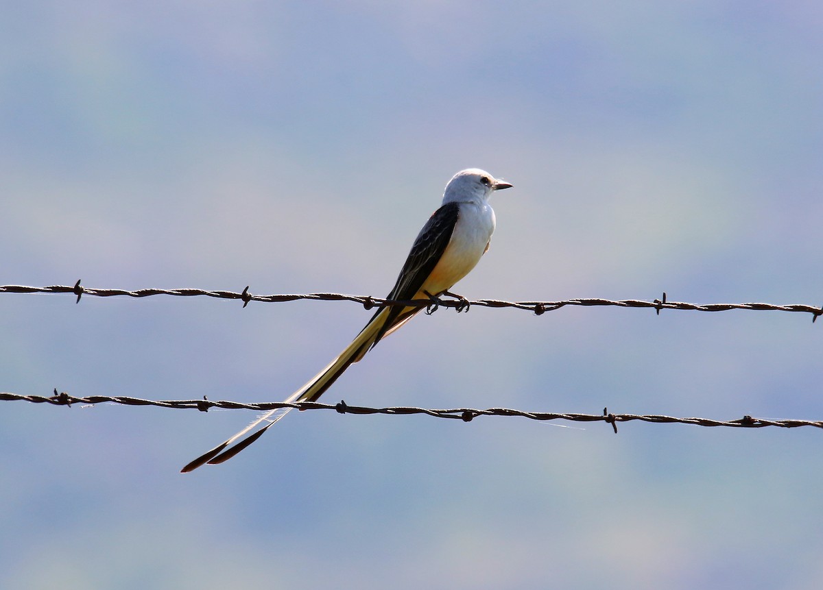 Scissor-tailed Flycatcher - Todd Humphrey