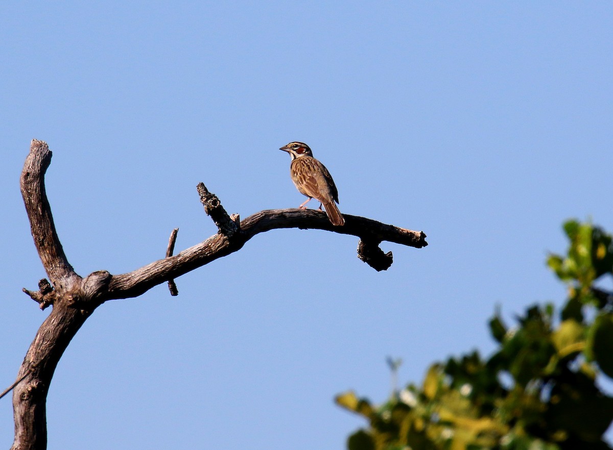 Lark Sparrow - Todd Humphrey