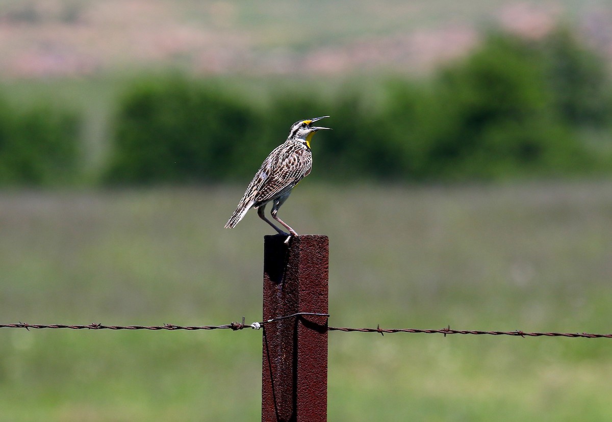 Eastern Meadowlark - Todd Humphrey