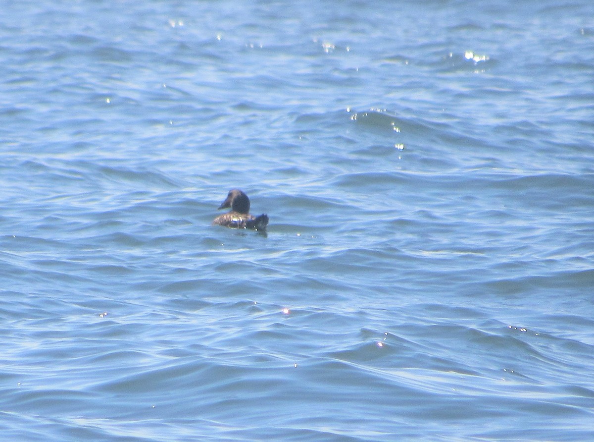 Common Eider - ML349213361