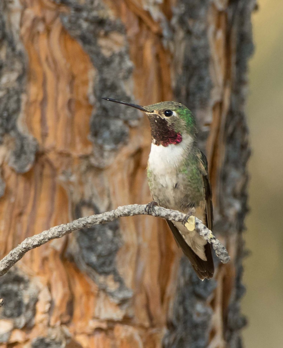 Broad-tailed Hummingbird - James Taylor