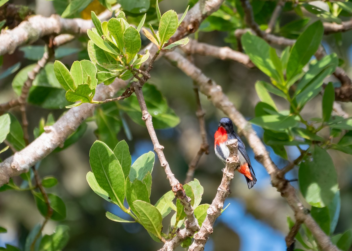 Mistletoebird - ML349213581