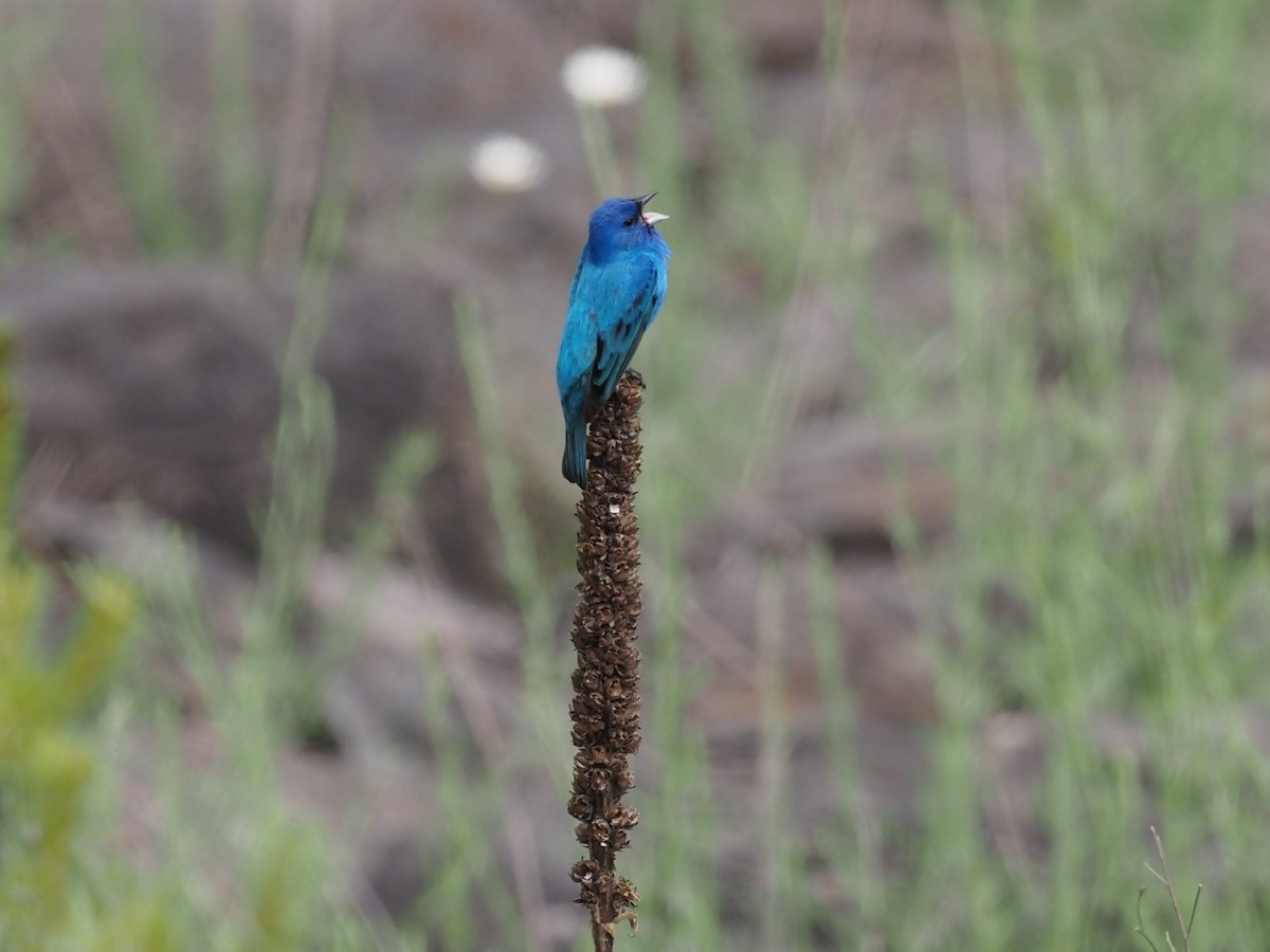 Indigo Bunting - ML349215411