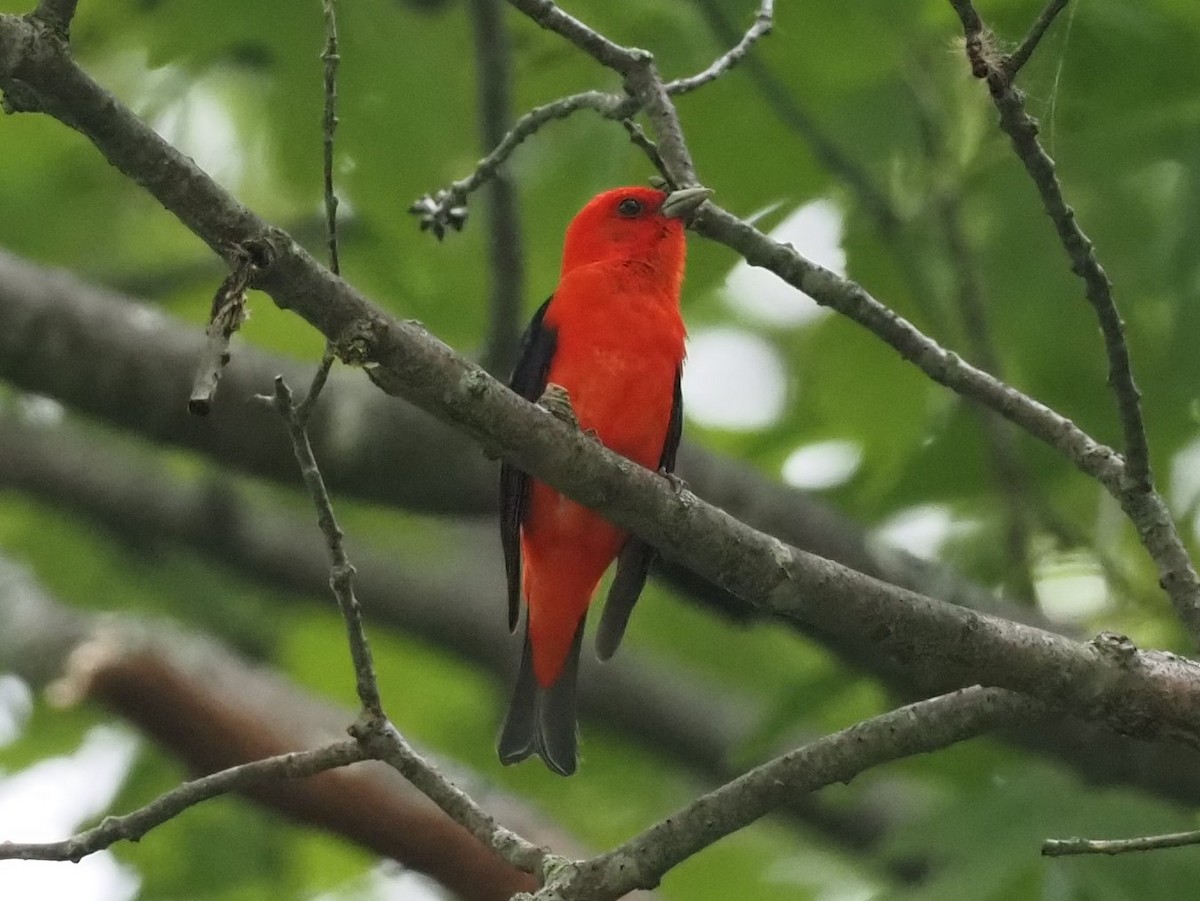 Scarlet Tanager - ML349215651